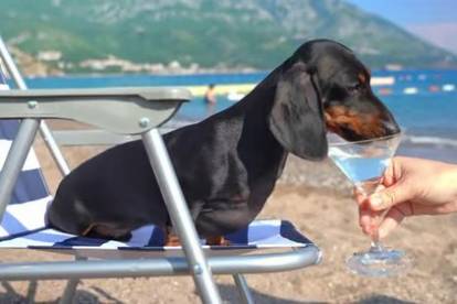 Un Teckel assis sur un transat et buvant de l'eau dans un verre à cocktail