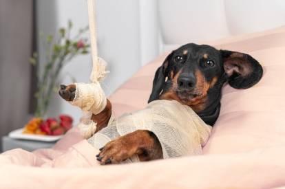 Un Teckel allongé sur un lit et recouvert de bandages