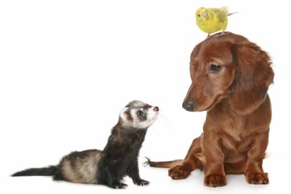 Un Teckel assis à côté d'un furet et avec un oiseau posé sur la tête