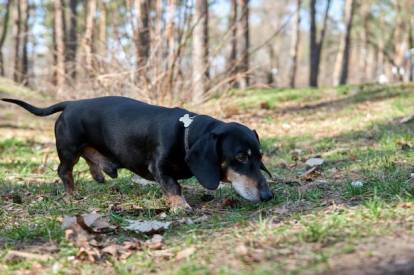 Un Teckel semblant renifler le sol