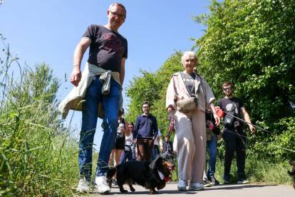 Un Teckel marchant au milieu d'un groupe de personnes semblant promener leurs chiens