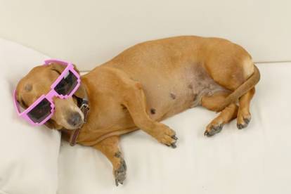 Un Teckel allongé sur un canapé et portant des lunettes