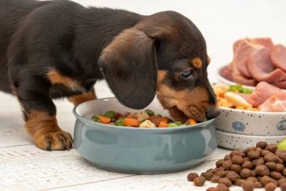 Un chiot Teckel mangeant dans une des gamelles disposées devant lui