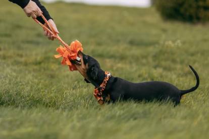 Un Teckel tirant une corde des mains de son maître