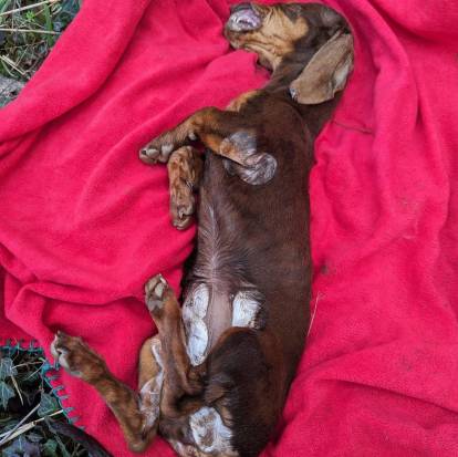 Un Teckel allongé sur un tapis et semblant mort 