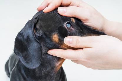 Un Teckel se faisant examiner les yeux