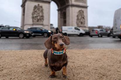 Un Teckel devant l'Arc de triomphe, à Paris