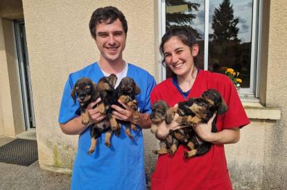 Des chiots Teckel tenus par un homme et une femme