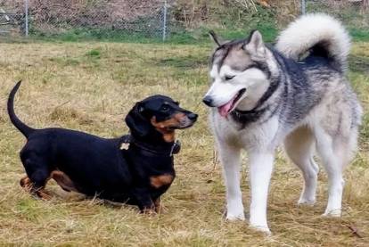 Un Teckel sur un terrain herbeux à côté d'un Husky
