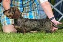 Un Teckel en position de présentation sur l’herbe lors d’une exposition canine