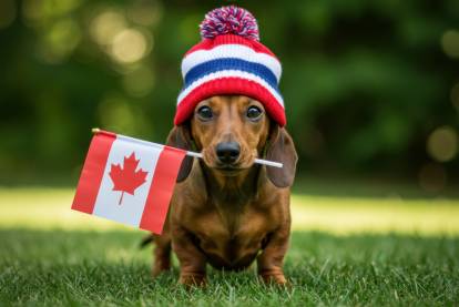 Un Teckel sur un terrain herbeux portant un bonnet et tenant un drapeau canadien dans sa gueule