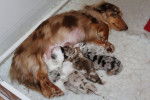 Dixie and her oopsie puppies - Teckel Femelle (4 ans)
