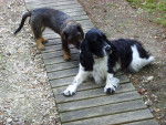 Bella(teckel) et Diego(cocker) - Teckel
