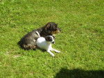 sam crunch teckel et jack russel - Teckel