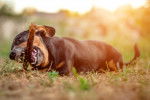 Un Teckel en train de ronger un bâton