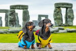 Deux Teckels prenant la pose à Stonehenge (Royaume-Uni)