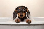Un Teckel dans une baignoire et couvert de mousse