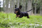 Un Teckel en train de sauter en courant dans l'herbe