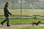 Un Teckel tenu en laisse par un millitaire