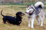 Un Teckel sur un terrain herbeux à côté d'un Husky 