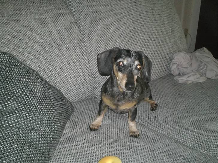 Akira - Teckel Femelle (11 mois)