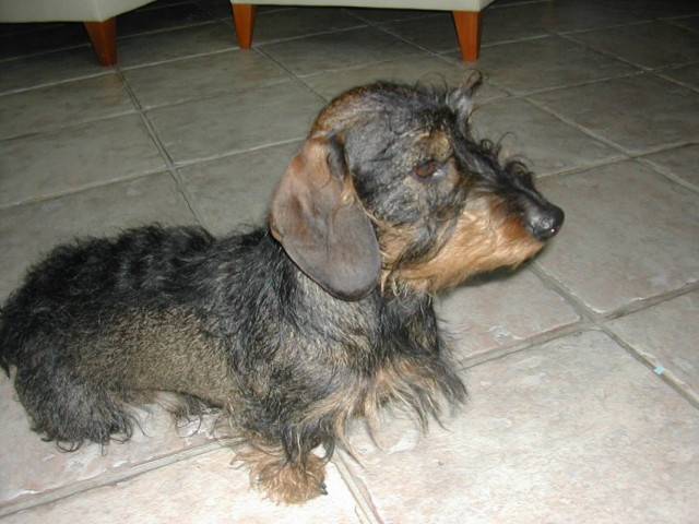 Tam-Tam - Teckel Mâle (6 ans)