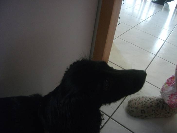 Chupen - Teckel Femelle (1 an)