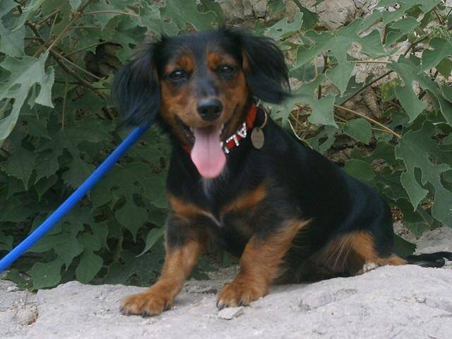 teckel alma - Teckel