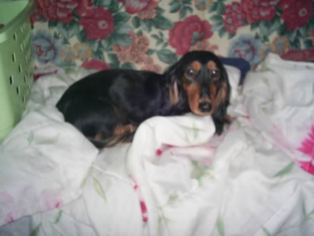 teckel poil long noir et feu ashley - Teckel