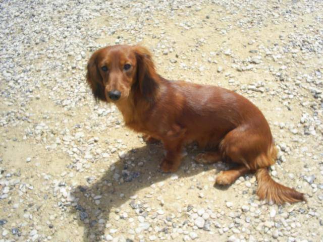 teckel poil long BELLE - Teckel