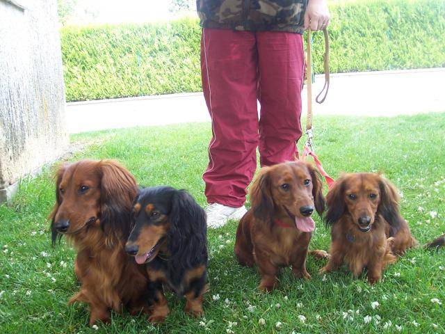 teckels poil long - Teckel