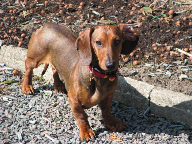 Teckel nain poil ras. Cassis du Domaine de St Clair - Teckel