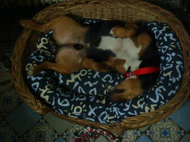 jack teckel - Teckel