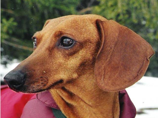 Teckel - Noisette - Teckel