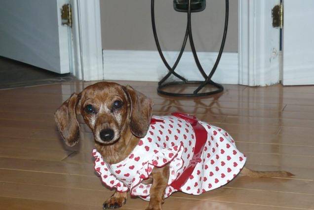 Chanelle - Teckel - Teckel