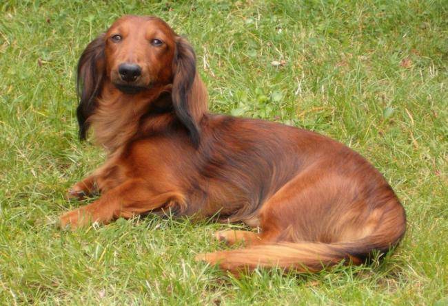 URIEL DES GORGES DE L'AUVEZERE, 5 ans - Teckel (5 ans)