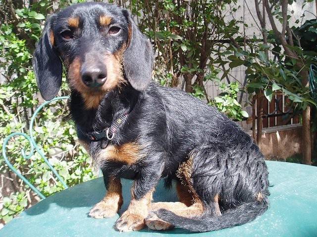 Anisse 3 ans - Teckel (3 ans)