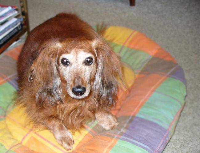 Istatis 15 ans - Teckel (15 ans)