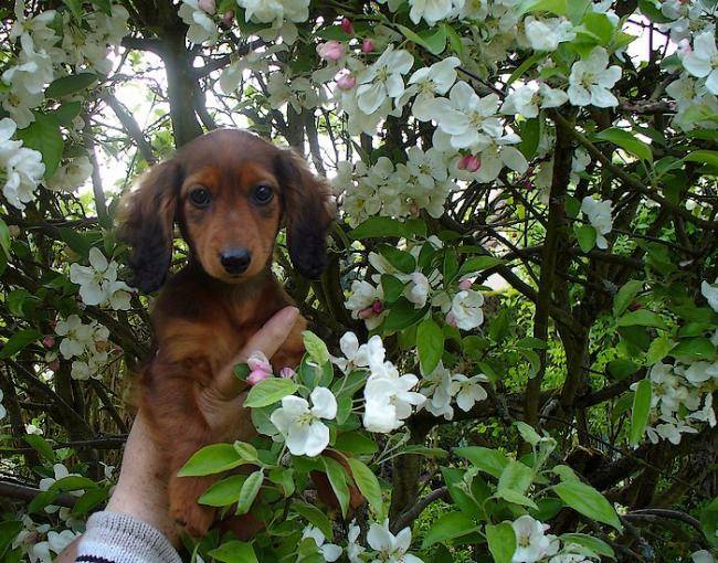 E'Kelly chiot Teckel - Teckel