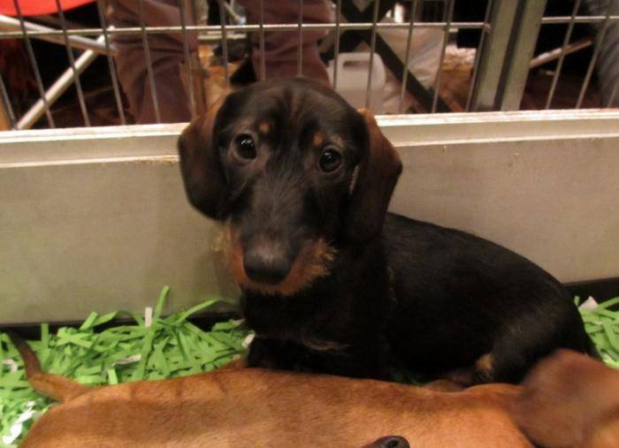 Jeune chiot Teckel - Teckel