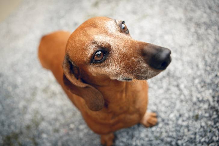 Zoom sur la tête d'un Teckel fauve