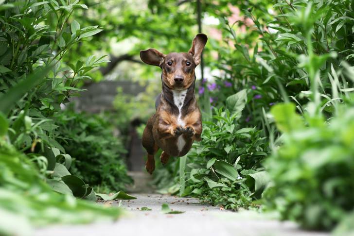 Un Teckel court au milieu des plantes vertes