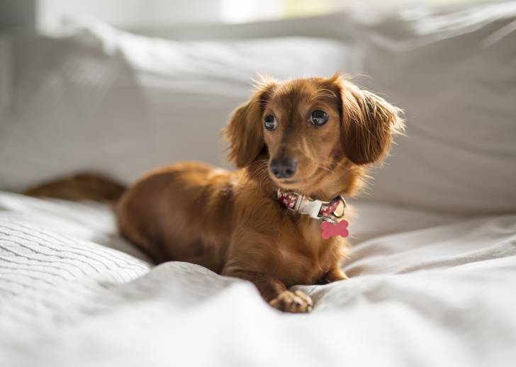 Un petit Teckel allongé sur un canapé