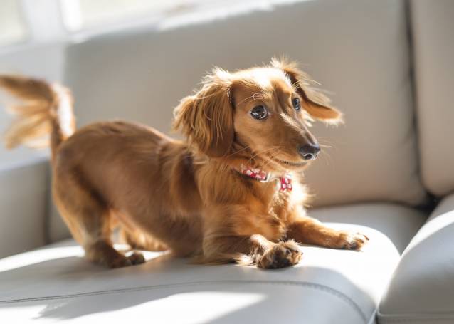 Un petit Teckel fait le pitre sur un canapé