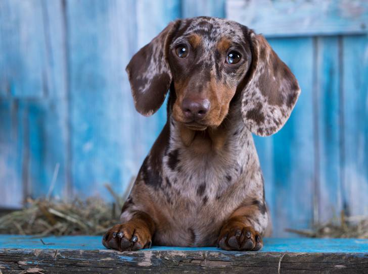 Un Teckel au pelage merle sur un fond bleu