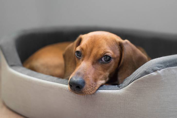 Un Teckel allongé dans un panier