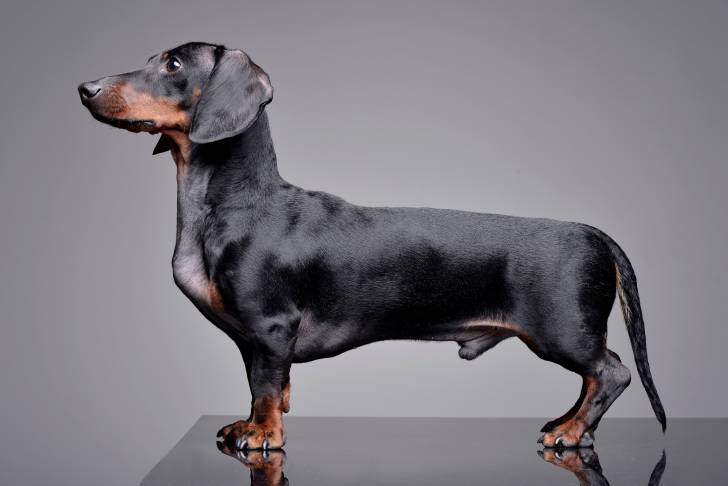 Un Teckel vu de profil sur un arrière-plan gris