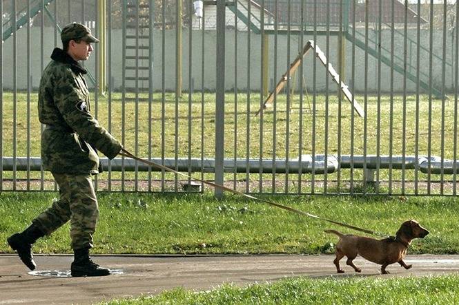 Un Teckel tenu en laisse par un millitaire