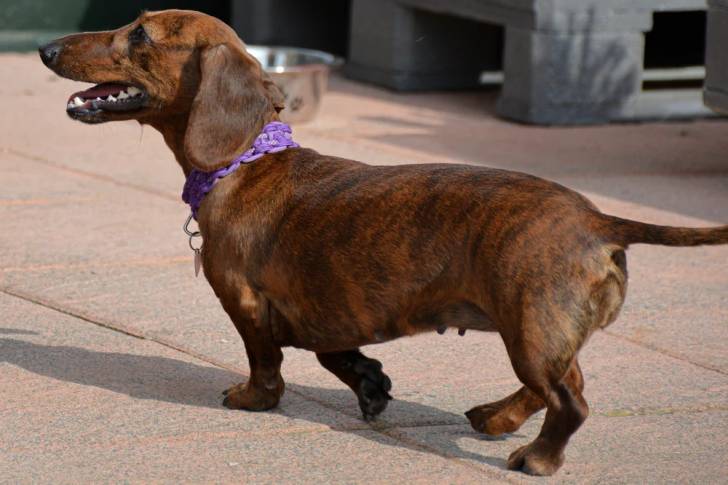 Un Teckel à la robe bringée et portant un collier autour du cou