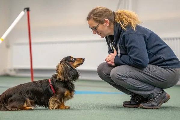 Un Teckel semblant écouter ce que lui dit sa propriétaire 